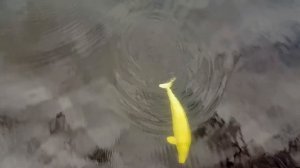 Белухи - большая колония на Белом Море