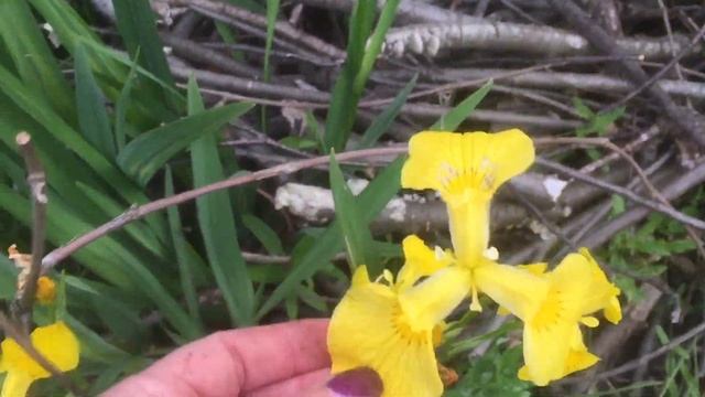 Дикий желтый водный ирис. Криминальное видео. Для друзей только. Подробности в описании. смотреть онлайн