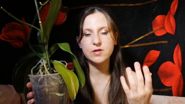 Орхидеи, как нарастить много корней. Отчего вянут листья.