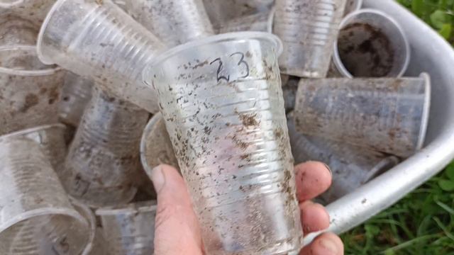 Посадка томатов и обзор теплицы 25.04.5г.Беларусь.