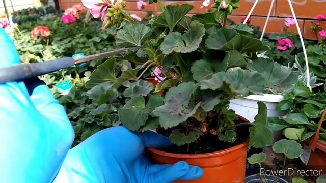 ГЕРАНЬ ПРИЩИПКА -ФОРМИРОВКА ВИДЕО УРОК.... смотреть онлайн