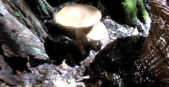 Грибная охота 01.07.2021. с. Новопрохладное Республика Адыгея.