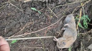 Лёгкий способ ловли слепыша !