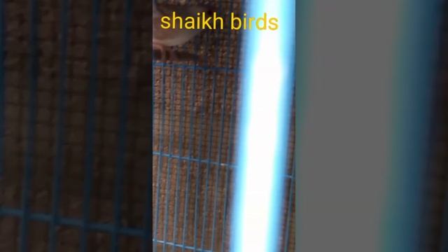 fown java |Gray Java split fown silver java | white java Spearow#birdsvideo#birdsvlogs#birdsbreedin смотреть онлайн