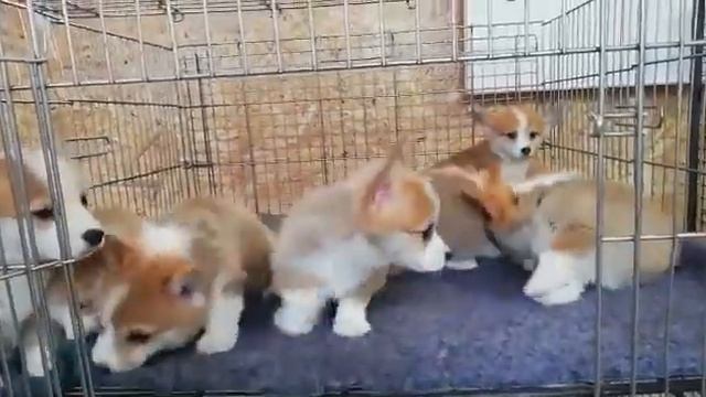 Мальчики. Вельш Корги Пемброк. Щенки-Москва.рф смотреть онлайн