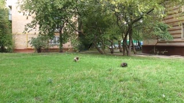 Щенки пекинесы смотреть онлайн