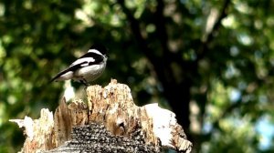 Мухоловка - белошейка Ficedula albicollis мухоловка - белошейка поёт голос / красивая птица