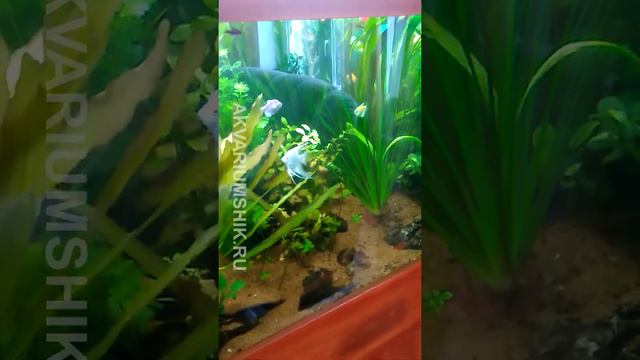 VID 20190227 Аквариум с живыми растениями ,, Амазонка" смотреть онлайн