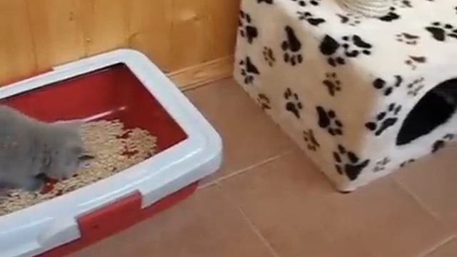 Британский котенок учится ходить в туалет смотреть онлайн