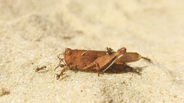 Муравьи против КУЗНЕЧИКА Они его сожрали Ants vs Grasshopper смотреть онлайн