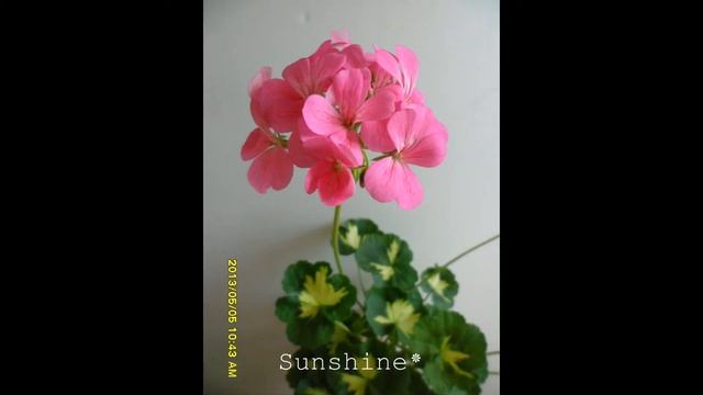 Pelargonium Happy Thought Pink
