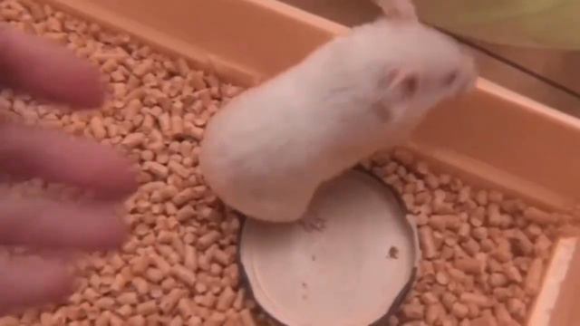 Как я ухаживаю за хомяком смотреть онлайн