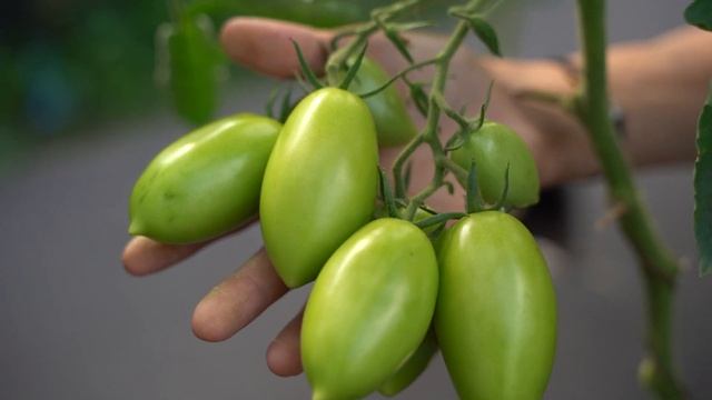 Чудесный томат Викуся F1 в честь мой дочери смотреть онлайн