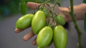 Чудесный томат Викуся F1 в честь мой дочери