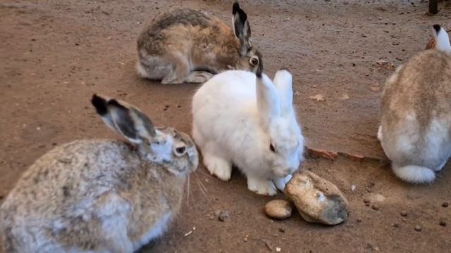 Странный заяц вне вольера смотреть онлайн