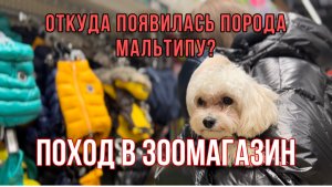 ОТКУДА ПОЯВИЛАСЬ ПОРОДА МАЛЬТИПУ? Поход в зоомагазин