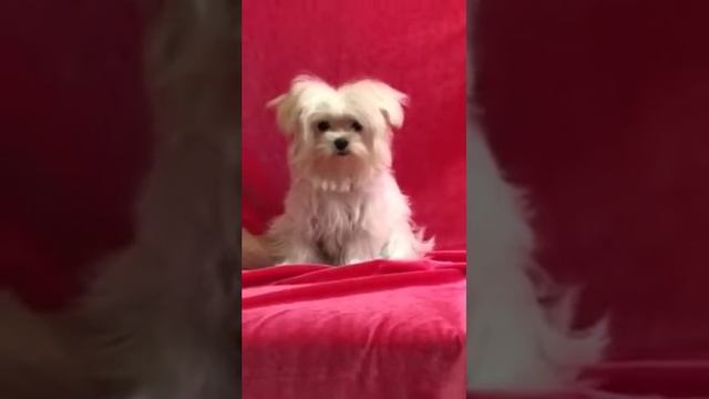 Мальтезе микро...очень микро:)) смотреть онлайн