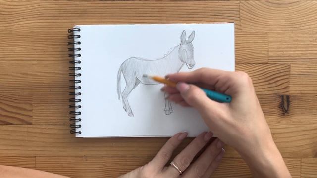 Как нарисовать осла карандашом | Рисунок для начинающих поэтапно смотреть онлайн