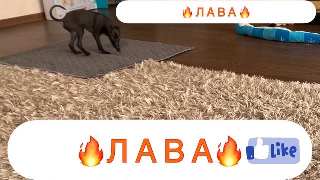 Питомник левреток. Туалет надо четко отличать от других покрытий? (720p) смотреть онлайн