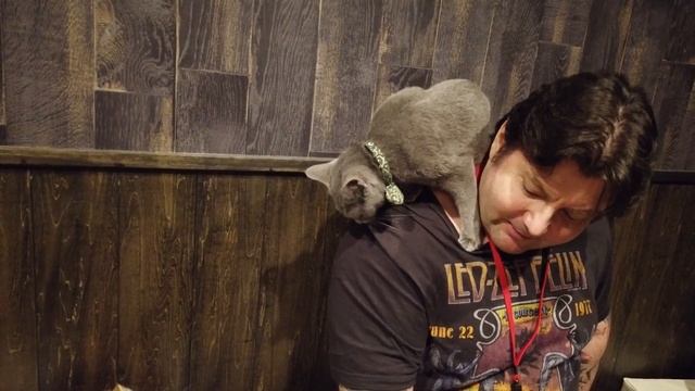 Cat cafe in Tokyo / Кошачье кафе в Токио смотреть онлайн