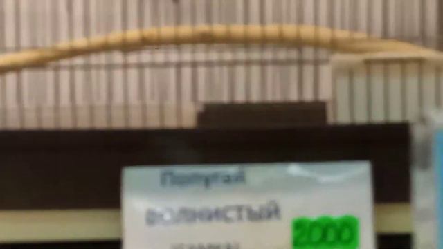 мы покупаем хомяка смотреть онлайн