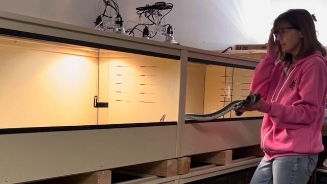 Intake Procedure for Snakes: Demo with New Savu Pythons! смотреть онлайн
