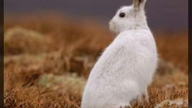 20 животных из Красной книги Украины. смотреть онлайн