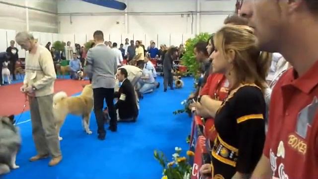 Sp. J. Ch. Terasroos Princess Cinderella смотреть онлайн