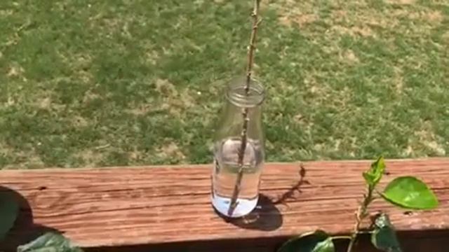 How To Propagate Hibiscus Plants