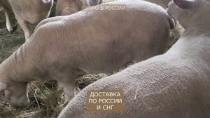 Уникальные породы овец! Дорсет Полл и Шароле будут в России в июле! Предложение ограниченно!
