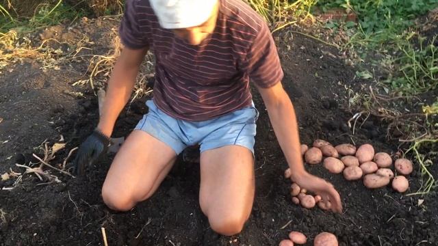 Картофель Сарпо Мира. Новогодний выпуск. смотреть онлайн