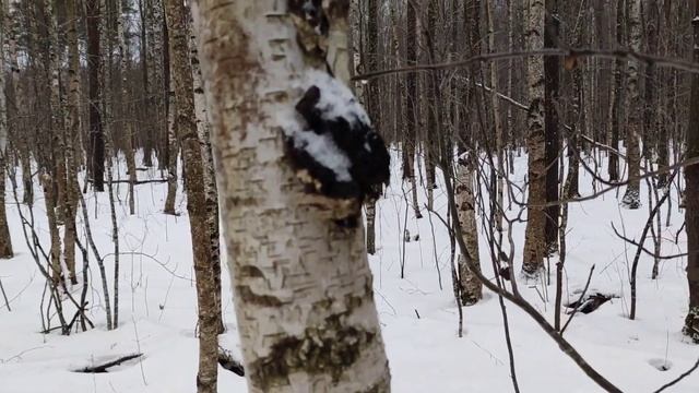 ? Сантехник на грибалке. Зимний сбор чаги смотреть онлайн