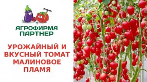 УРОЖАЙНЫЙ  И ВКУСНЫЙ ТОМАТ МАЛИНОВОЕ ПЛАМЯ F1