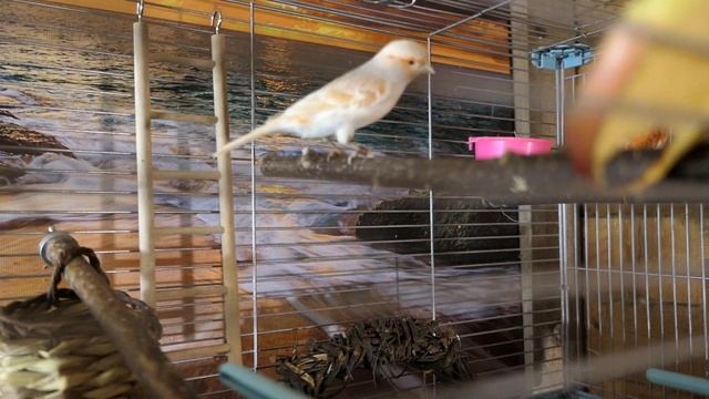 #ГНЕЗДО_для_КАНАРЕЙКИ_своими_РУКАМИ связала сама 11/01/2023 #канарейки смотреть онлайн