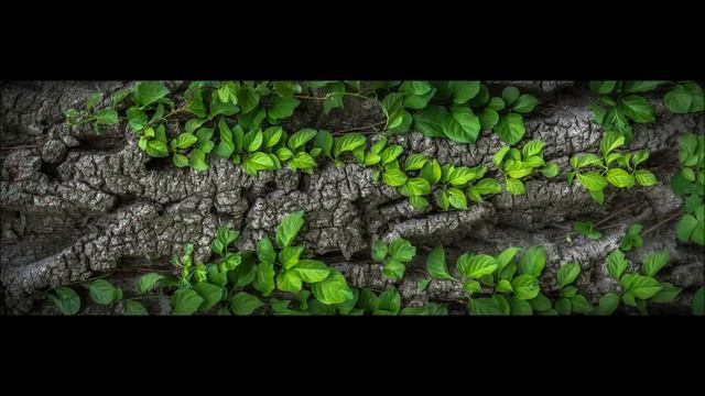 Frederic Chopin - Mazurka in A flat major, B 85 смотреть онлайн