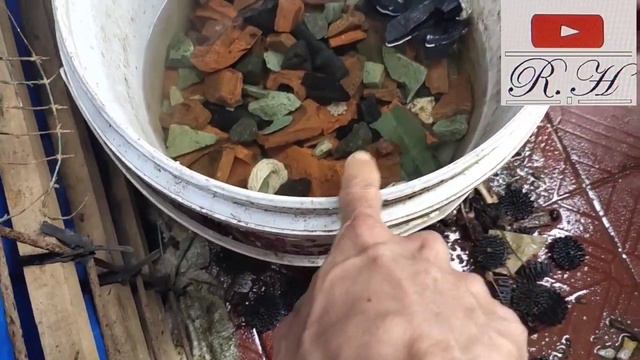 Hujan Mulai Turun, Membuat Kolam Terpal Sederhana Sistem RAS (Resirkulasi Aquakultur Sistem). смотреть онлайн