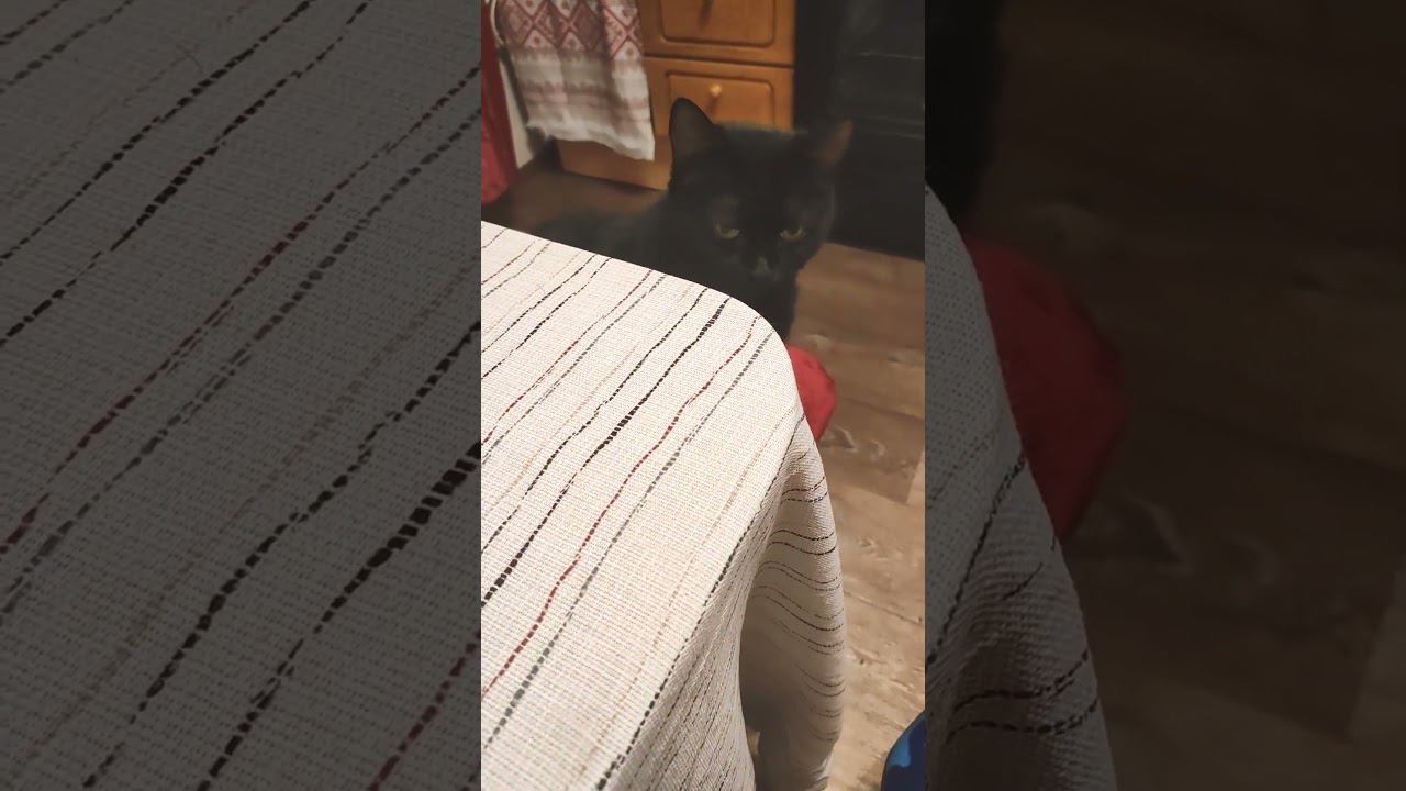 Спать пора , говорит)), а у меня книга)).Будет вот так ждать.)) смотреть онлайн