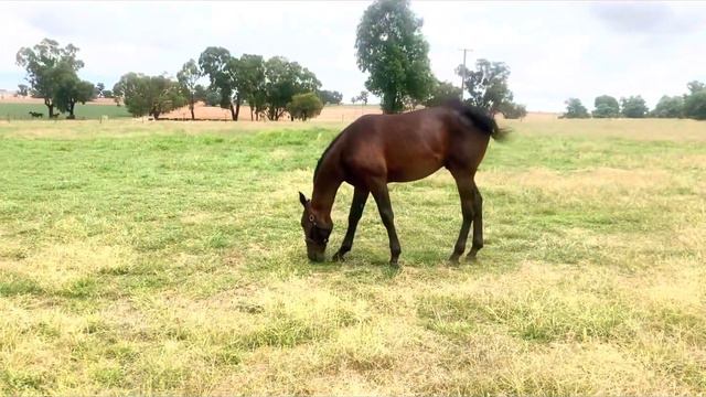 Lot 6 Nutrien Sydney Yearling Sale 2022, Vincent x Shadow Flag смотреть онлайн
