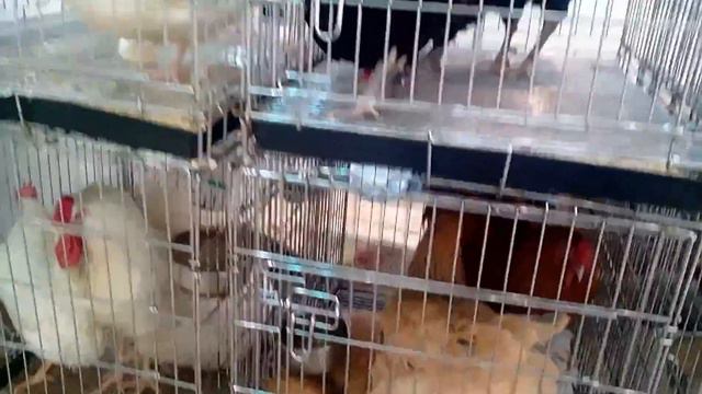 ВДНХ, сельхозвыставка Золотая осень . Птица. смотреть онлайн