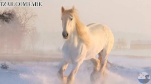 Polyushko-polye , «Полюшко-поле» - Russian Folk song