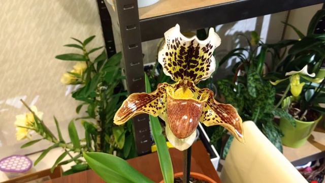 New paphiopedilum! смотреть онлайн