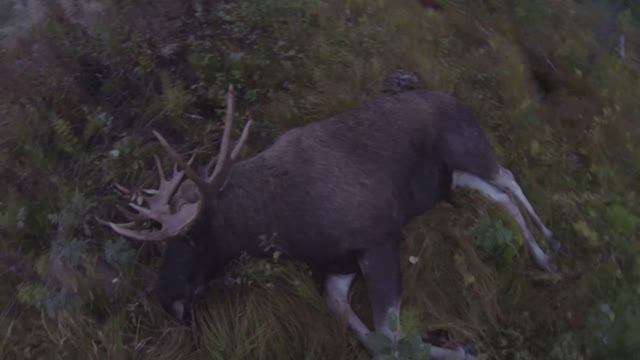 Охота на лося во время гона