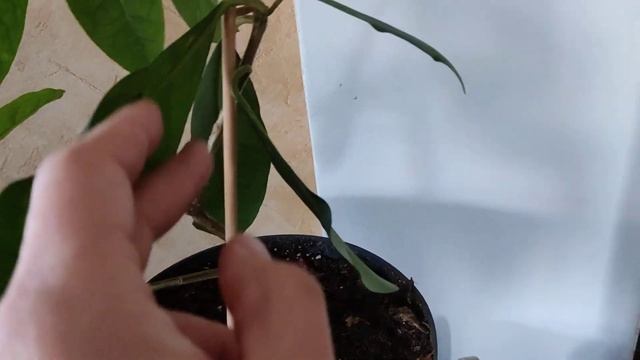 Брунфельзія Грандіфлора. Brunfelsia Grandiflora