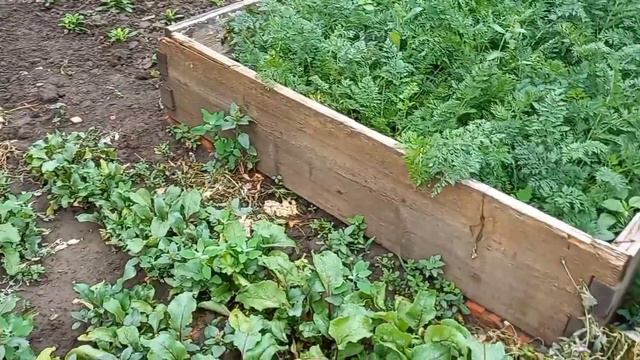 День зі мною. Мега шоколадний,постний пиріг.Клумба з кам'яних роз. смотреть онлайн