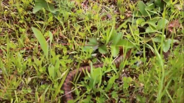 Змеи Приморья 6 / Herping in Primorye 6 (2019)