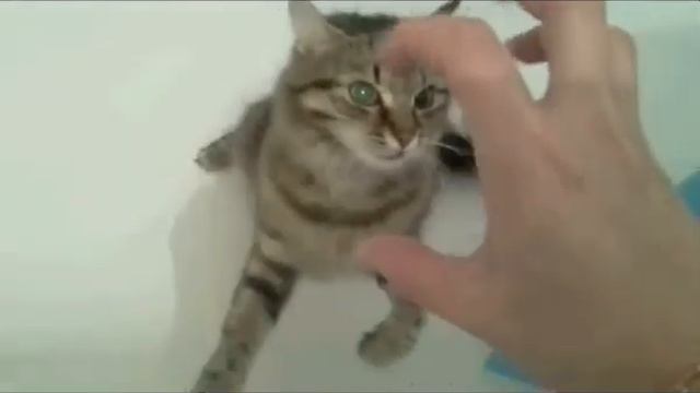 Из жизни кошки Муськи смотреть онлайн