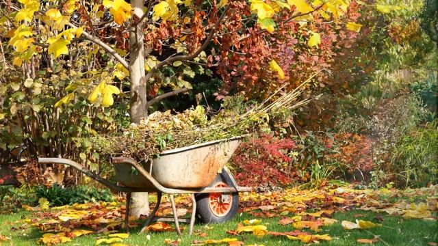 ЧЕМ ОБРАБОТАТЬ ДЕРЕВЬЯ осенью, чтобы в следующем году собрать хороший урожай смотреть онлайн