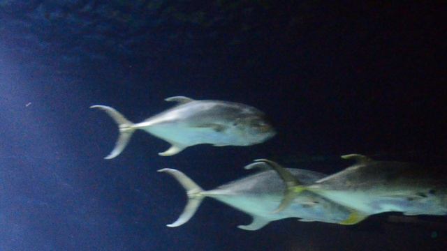 В океанариуме Валенсии смотреть онлайн