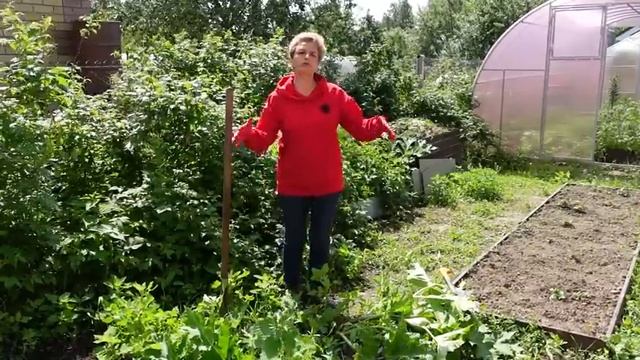 СОРНЯКИ УБИЙЦЫ и ПАРАЗИТЫ - как бороться? смотреть онлайн