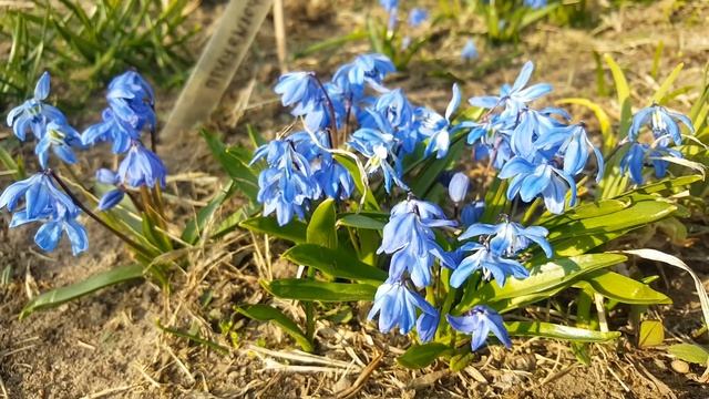 Пролеска сибирская голубая . Scilla Siberica .
